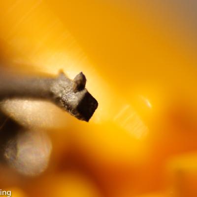 Saphirnadel Mit Makroadapter Und Umgedrehtem Canon 18 55 Mm