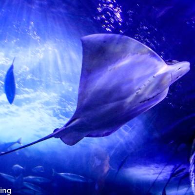Manta Im Aquarium Of The Bay Fishermans Wharf